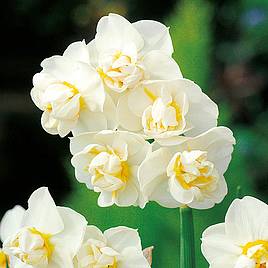 Narcissus Cheerfulness
