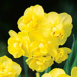 Narcissus Bulbs Yellow Cheerfulness Double Suttons