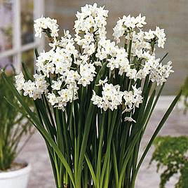 Narcissus Paper White