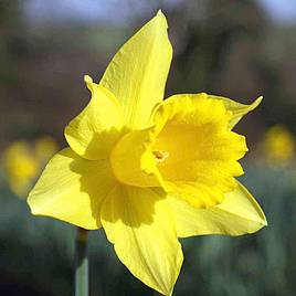 Narcissus Cornish Treglisson