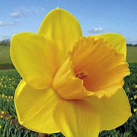 Narcissus Cornish Trelawney Gold