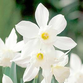 Narcissus Thalia