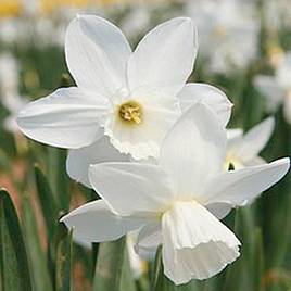 Narcissus Cornish Niveth
