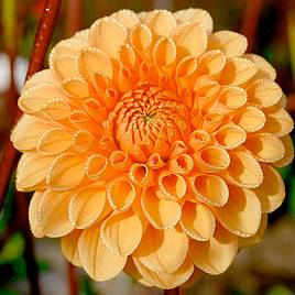 Dahlia Sylvia