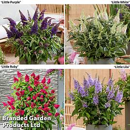 Buddleja Butterfly Candy Collection