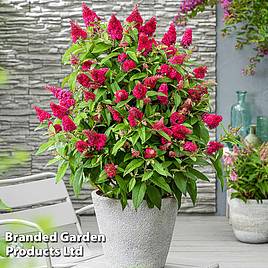 Buddleja Butterfly Candy Little Ruby