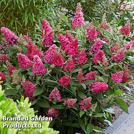 Buddleja Butterfly Candy Little Ruby