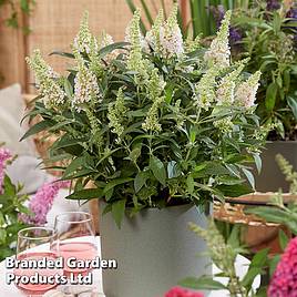 Buddleja Butterfly Candy Little White