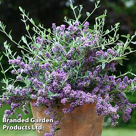 Buddleja x alternifolia Unique