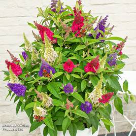 Buddleja Butterfly Candy Lila Sweetheart