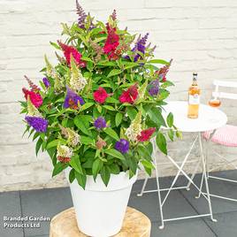 Buddleja Butterfly Candy Festival