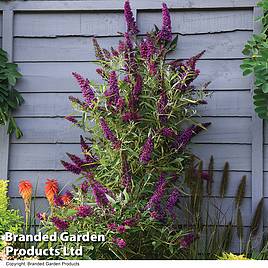 Buddleja Butterfly Towers