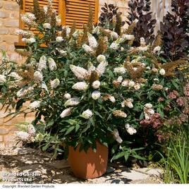 Buddleja Buzz® Ivory