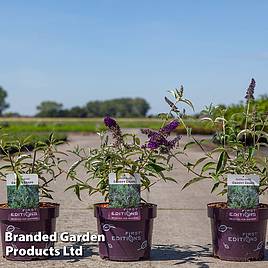Buddleja davidii Groovy Grape