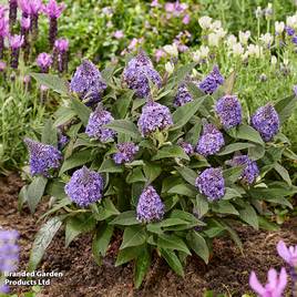Buddleja davidii Little Rockstars Blue