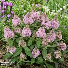 Buddleja davidii Little Rockstars Pink