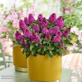 Buddleja davidii Little Rockstars Red