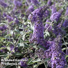 Buddleja Lochinch