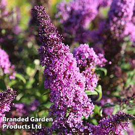 Buddleja davidii Peacock