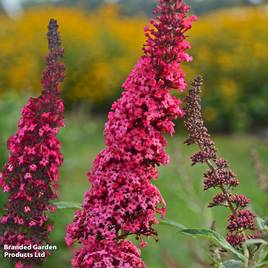 Buddleja davidii Monarch Prince Charming