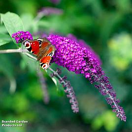 Buddleja davidii Royal Red