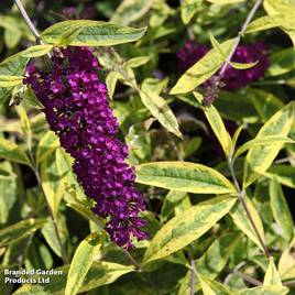 Buddleja davidii Santana