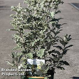 Buddleja glomerata Silver Service