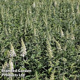 Buddleja davidii White Ball