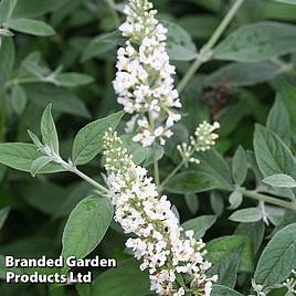 Buddleja Lo & Behold - White Chip