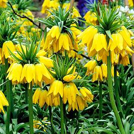 Fritillaria imperialis Maxima Lutea