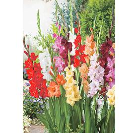 Gladiolus Summer Selection