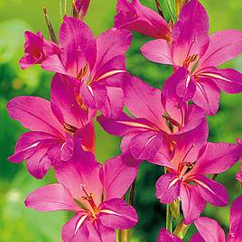 Gladiolus communis subsp. byzantinus