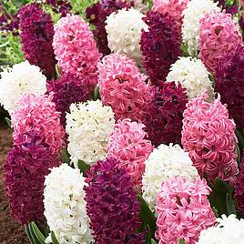 Hyacinth Pretty in Pink Mix