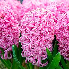 Hyacinth Pink Pearl