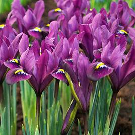 Iris reticulata Purple Hill