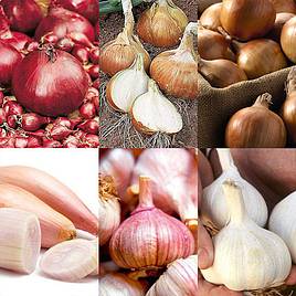 Autumn Planting Onion/Garlic/Shallot Collection