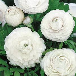 Ranunculus White