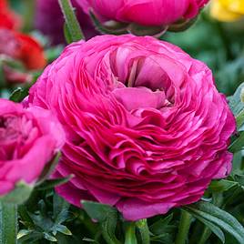 Ranunculus Pink