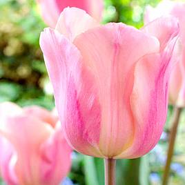 Tulip Apricot Beauty