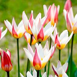 Tulip Ice Stick (Kaufmanniana Group)