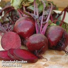 Beetroot Boltardy (Globe)
