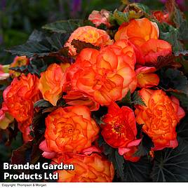 Begonia Nonstop Fire