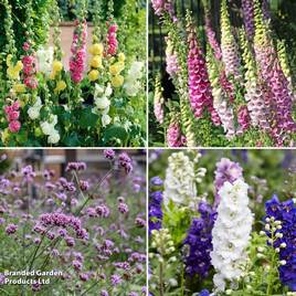 Back of Border Perennial Collection