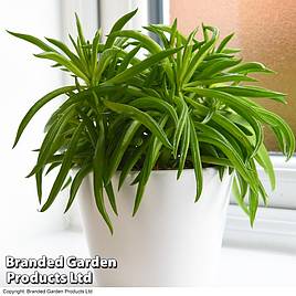Peperomia Nevada