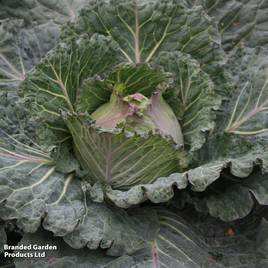 Cabbage Marabel F1 - Seeds