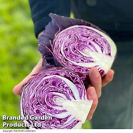 Cabbage Seeds - Pretino F1