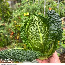 Cabbage Stelvio