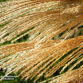 Calamagrostis x acutiflora Karl Foerster