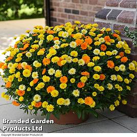 Calendula Power Daisy Collection