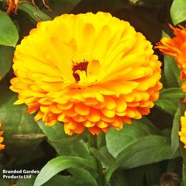 Calendula Pacific Mixed - Seeds